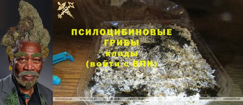 гидра зеркало  Алатырь  Псилоцибиновые грибы Psilocybe 